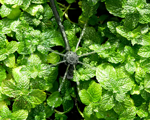 Irrigazione con microirrigatori: inaugurazione di una nuova era di irrigazione efficiente a risparmio idrico