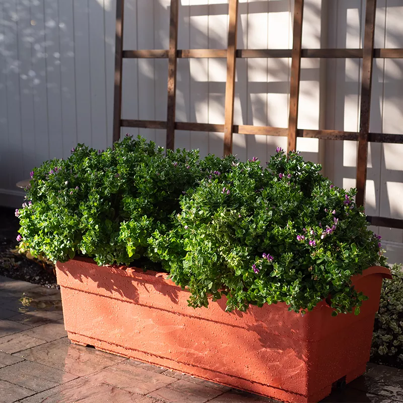 Piallatrice autoirrigante da 30 litri